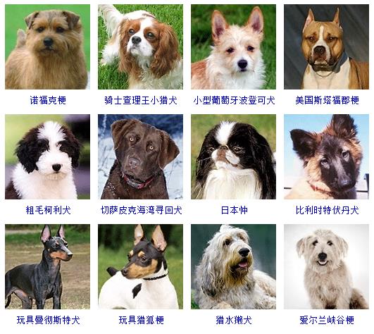 狗狗品种大全及图片和名字_狗狗品种名字大全