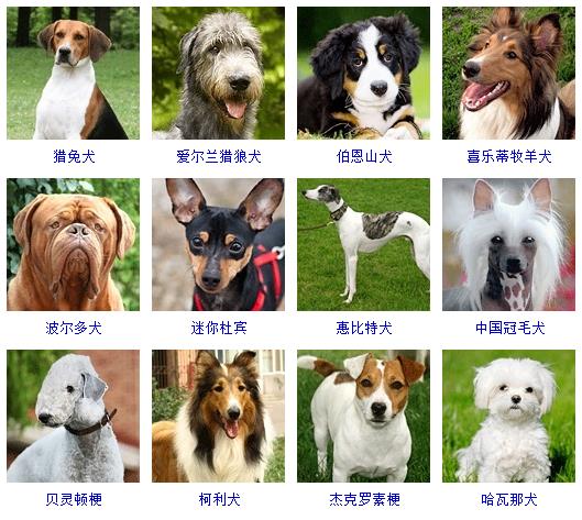 狗狗品种大全及图片和名字_狗狗品种名字大全