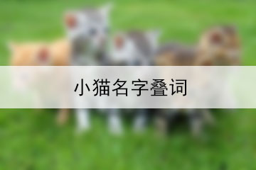 小猫名字叠词