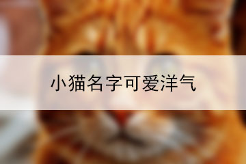 小猫名字可爱洋气